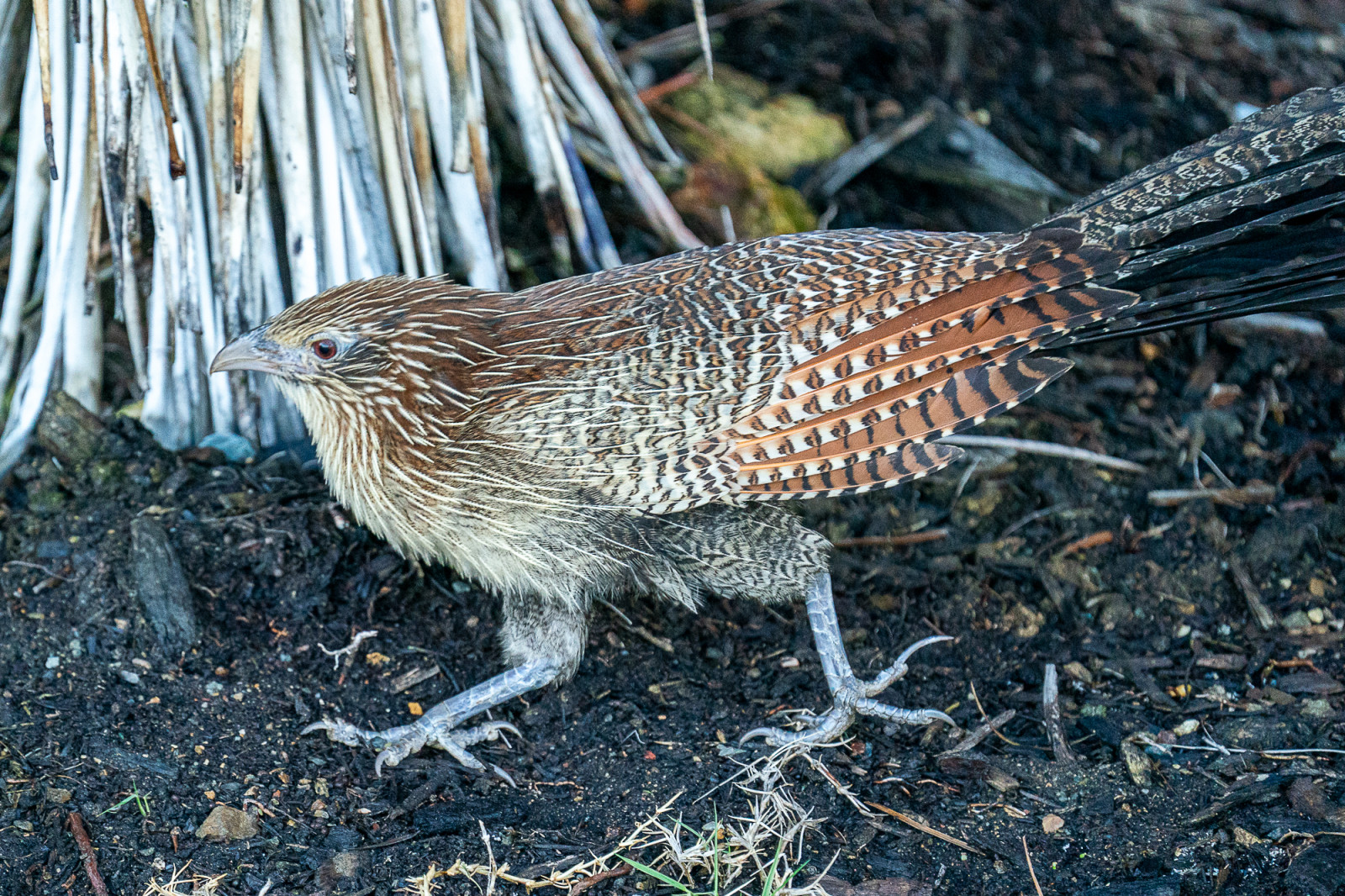 image Pheasant Coucal